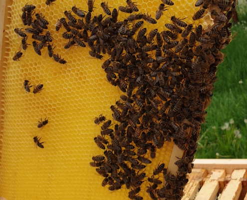 Bienen an einer Honigwabe