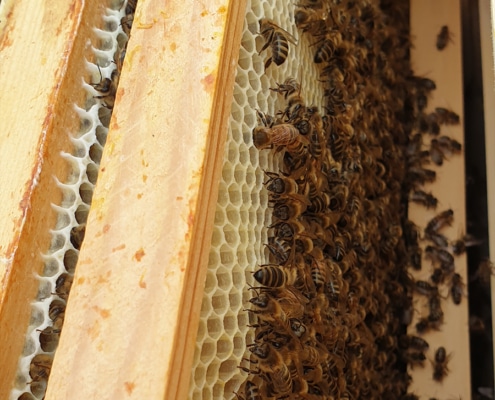 Blick in das innere eines Bienenstocks